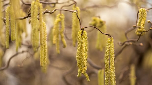  Catkins of a Corylus avellana plant in spring 