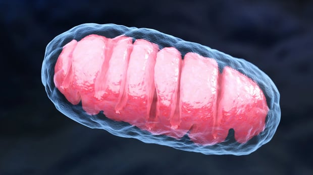  Mitochondria 